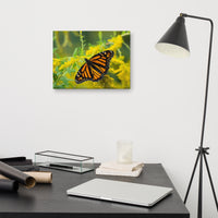 Monarch on Goldenrod Canvas Print