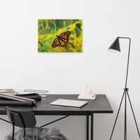 Monarch on Goldenrod Canvas Print