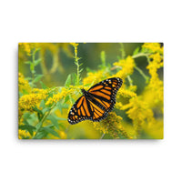 Monarch on Goldenrod Canvas Print