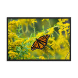 Monarch on Goldenrod Poster