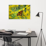 Monarch on Goldenrod Poster