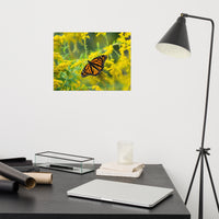 Monarch on Goldenrod Poster